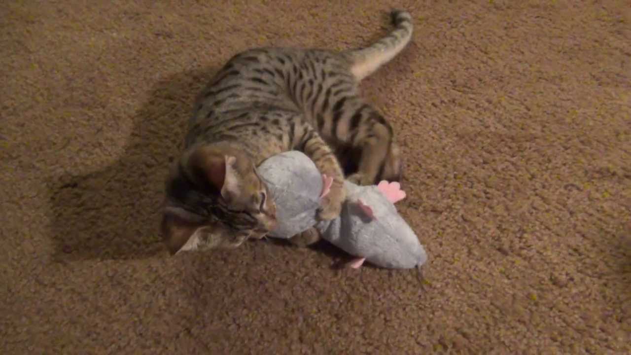 Savannah Kitten Killing Rat YouTube savannah-kitten-killing-rat-youtube