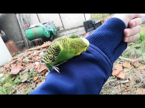 Βίντεο: Πόσα χρόνια ζει το Budgerigar