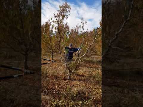 Vidéo: Nectarine Tree Care - Comment et où poussent les nectarines