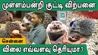 Hedgehog Pet in Chennai | Exotic Pets | முள்ளம்பன்றி விற்பனை