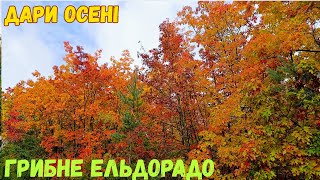 ГРИБНЕ ЕЛЬДОРАДО. ПІСЛЯ ДОЩУ ГРИБІВ ПОВЕН ЛІС. Підосичники, підберезники, білі гриби, маслята і інші