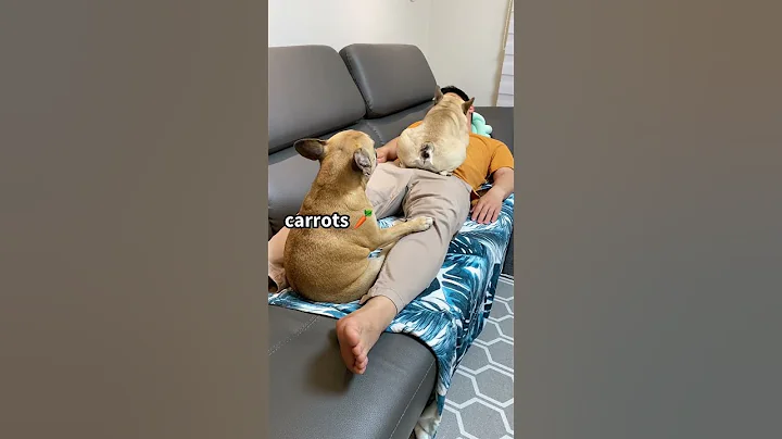 Sleeping Dogs Wake Up When They Hear “Chicken” - DayDayNews