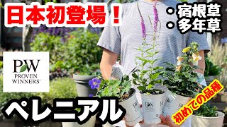 ◆ついに上陸！PWの【ペレニアル】を育てます❗️