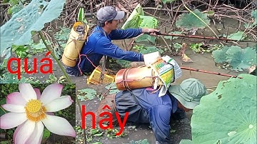 xiệt đám lục bình mùa lúa chín. vô bầy cá lóc cá trê trắng quá nhiều cá ngon