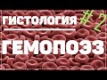 Гемопоэз 2 часть / КАК ОБРАЗУЕТСЯ КРОВЬ / Гистология