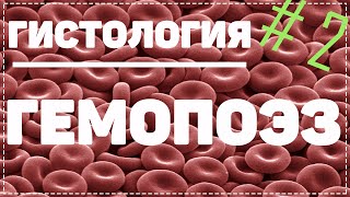 Гемопоэз 2 Часть / Как Образуется Кровь / Гистология