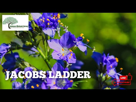 Βίντεο: Jacob's Ladder Plant Info: The Growing and Care Of Jacob's Ladder Plants