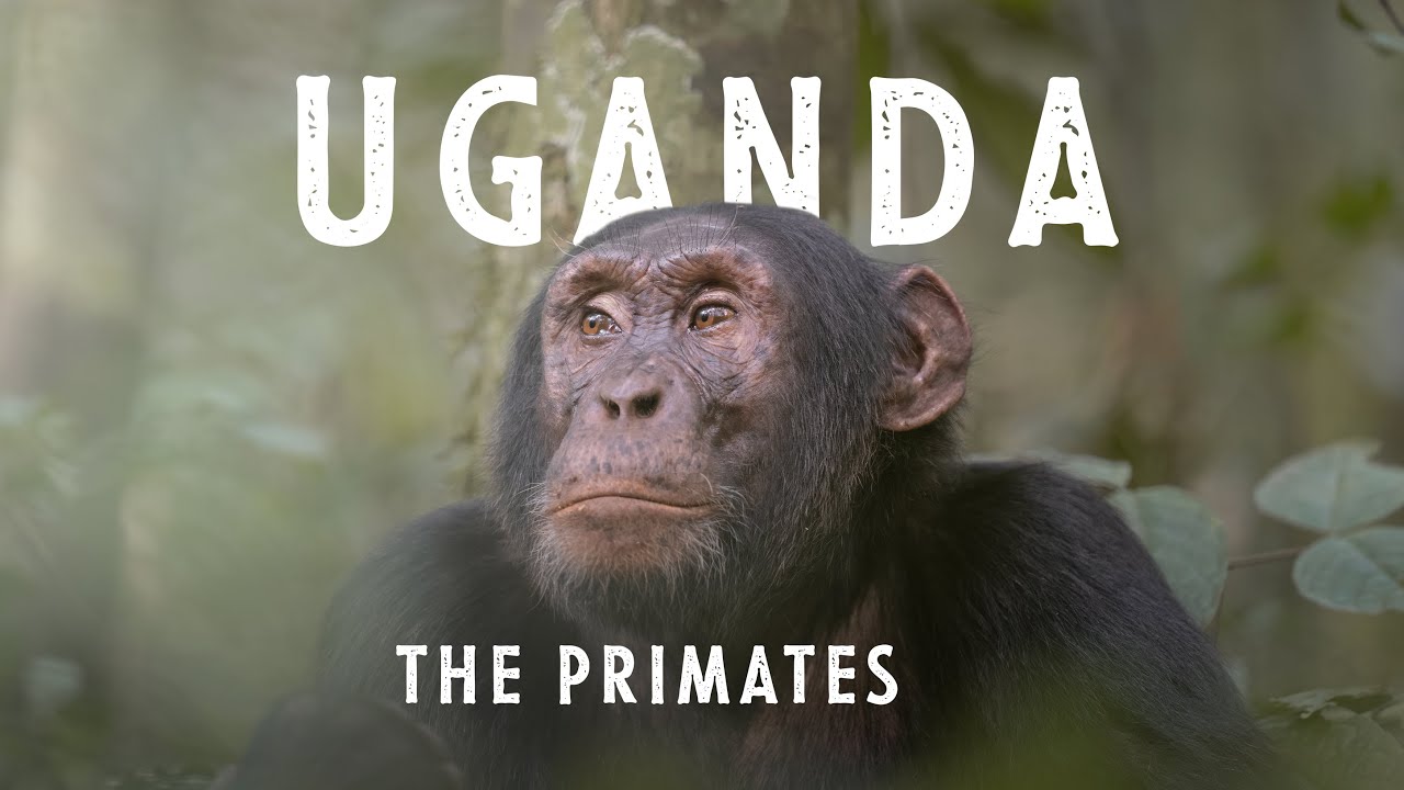 GORILLA and CHIMPANZEE trekking in UGANDA!