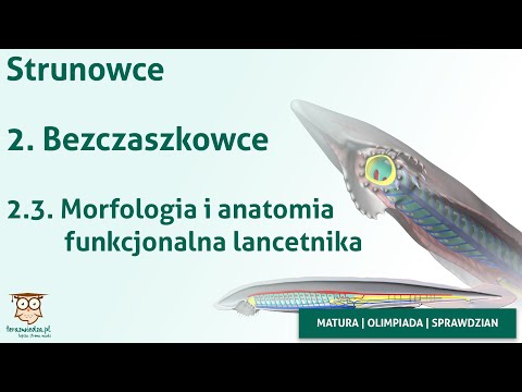 Wideo: Różnica Między Anatomią A Morfologią