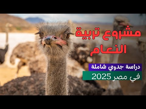 مشروع تربية النعام في مصر 2025 دراسة جدوى شاملة وتكاليف التسمين والإنتاج خطوة بخطوة