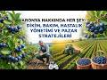 Aronya Hakkında Her Şey: Dikim, Bakım, Hastalık Yönetimi ve Pazar Stratejileri