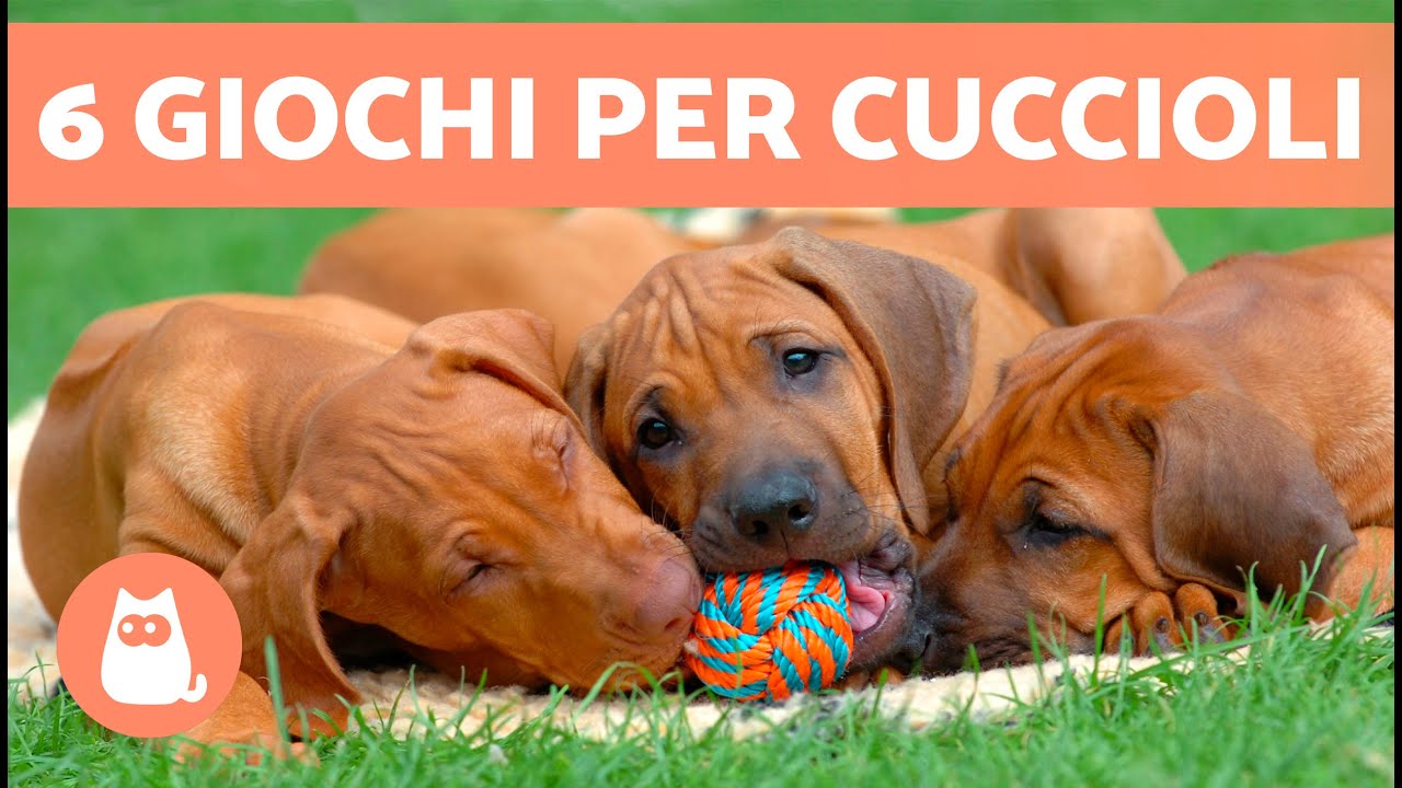 Come GIOCARE correttamente con un CUCCIOLO 🐶 (6 Giochi per Cuccioli ...