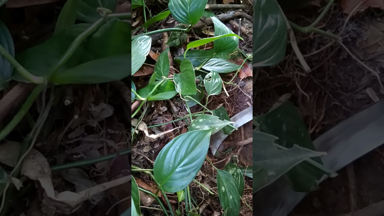 Pohon pasak bumi kalimantan 