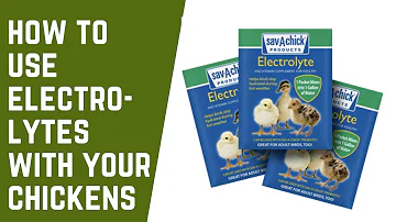 How long do you give electrolytes to baby chicks?