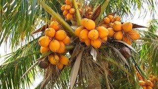 Coconut Cultivation Tips