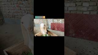 #pindiboyYouTube ￼#New content #animal 😜￼￼￼