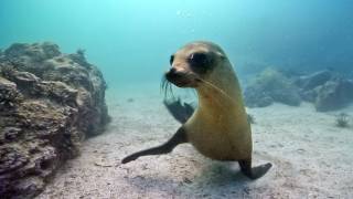 Underwater Nature & Marine Life | Stock Footage Showreel (Demo Reel) HD