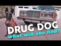 Will This Drug Sniffing Dog Find More Cocaine In My Chrysler? Will This Drug Sniffing Dog Find More Cocaine In My Chrysler?