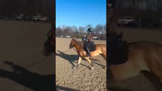 Diamondseindelijk Buiten Gereden En De Binnenbak Maar Dan Wel Met De Longeerlijn Voordat Ze Rent