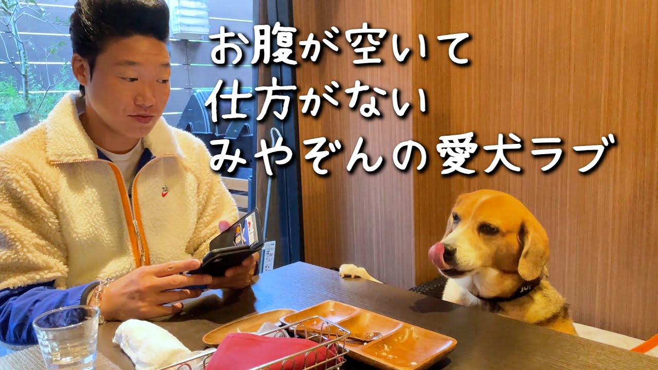 みやぞんの愛犬ラブ、お腹が空いて仕方がありません😋🐶🍚 - YouTube