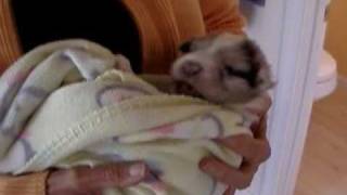 Australian Shepherd puppies by Tony T 18,303 views 17 years ago 1 minute, 56 seconds