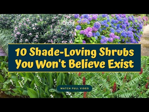 Wideo: Rodzaje kochających cień krzewów
