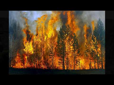 Video Sự tàn phá rừng _ tâm sự của gốc cây - youtube