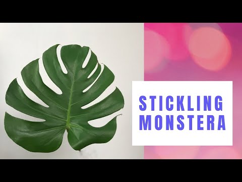 Video: Reproduktion Av Monstera: Hur Man Förökar En Blomma Hemma Med Blad Och Luftrötter? Hur Förökas Genom Sticklingar? Hur Man Planterar Ett Monster?