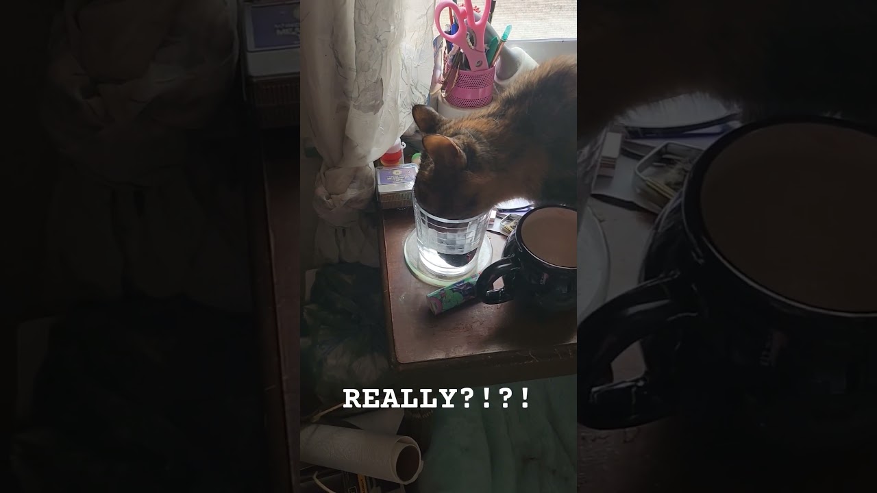 I Just Refilled The Water Bowls...