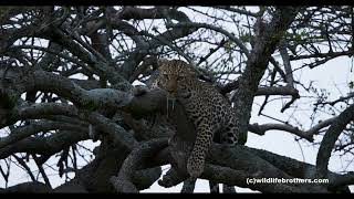 Angry pregnant leopard Luluka because daughter Jilime does not want to share food