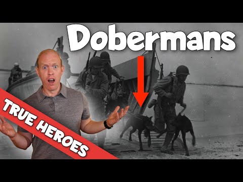Video: Semua Tentang Doberman: 11 Hal yang Tidak Anda Ketahui