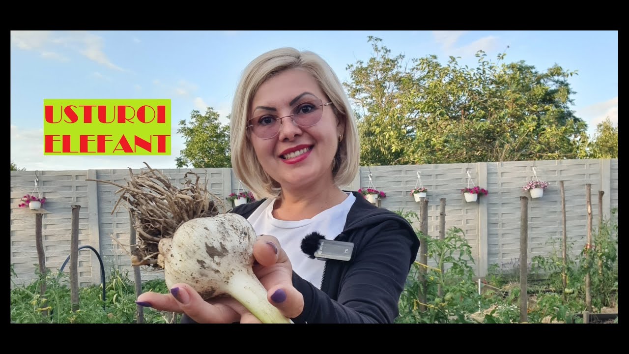 Vreți usturoi de 200g / căpățână? Cultivați soiul Elephant!