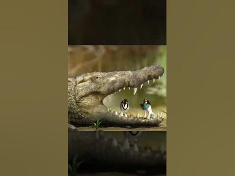 Plover Bird and Crocodile #shorts - YouTube