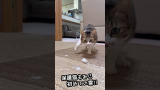 【保護猫もみじ】ニャンコ人生で初めての雪!柴犬とラブラドールも雪まみれ