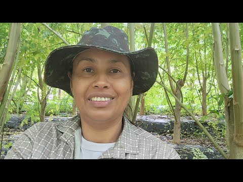 Moringa: Alimentação para Suínos e Frangos e a Incrível Experiência de Plantar Galhos.