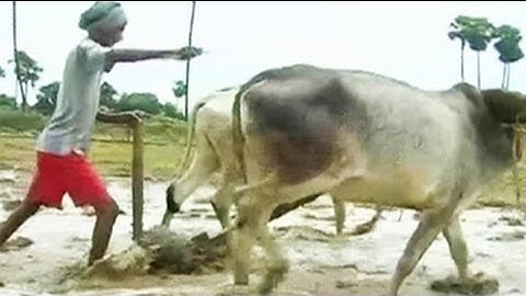 Bihar faces drought-like situation after rainfall deficit