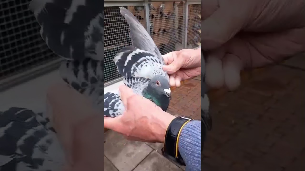 JAAP SCHUT - PIGEONCOM AUCTION 2025: NL25-1063137