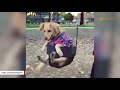 Disabled dog is now living her best life - world's happiest dog