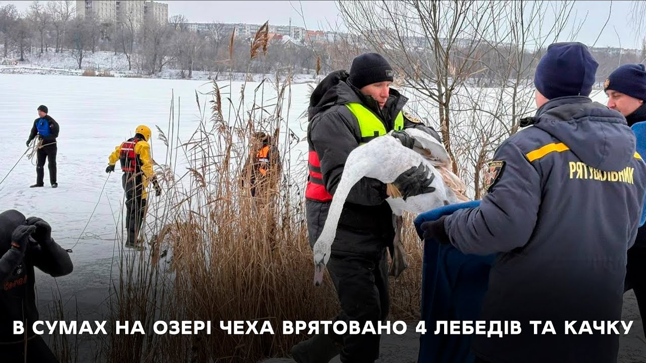 Птахів доправили до Сумського міського центру еколого-натуралістичної творчості учнівської молоді