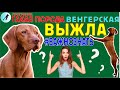 Такая Порода - Венгерская Выжла