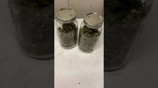 Pineapple Express Harvest Part 2