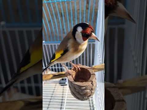 كمية لوزي فالعالي لقمت بيها شخصيا و الشكر موصول لخويا شمسو 