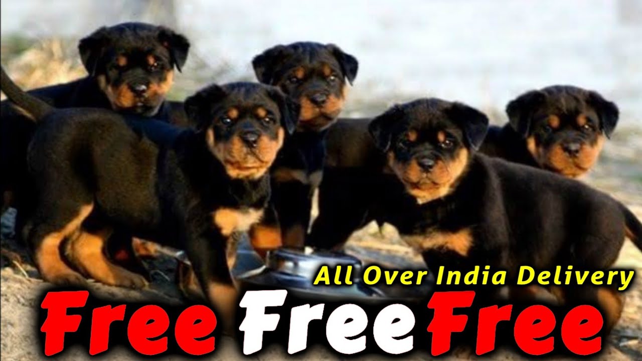 Baby Rottweilers For Free Free Free *Rottweiler for free adoption* ๐ฅ๐ฅ - YouTube