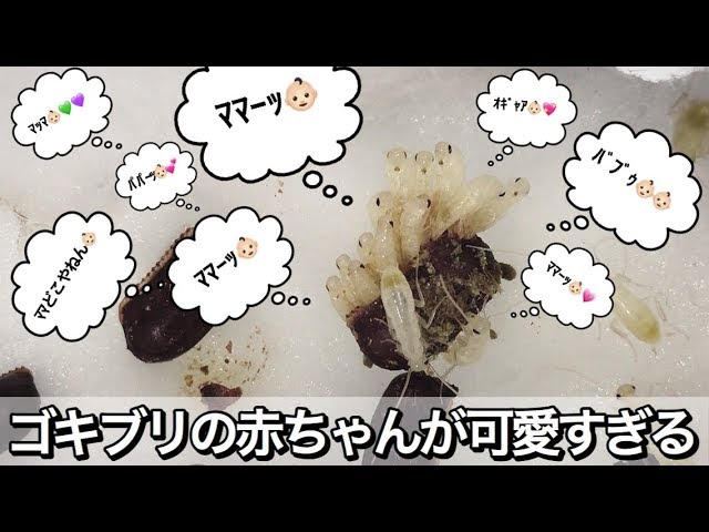 ゴキブリの赤ちゃんが大量に孵化しました Youtube