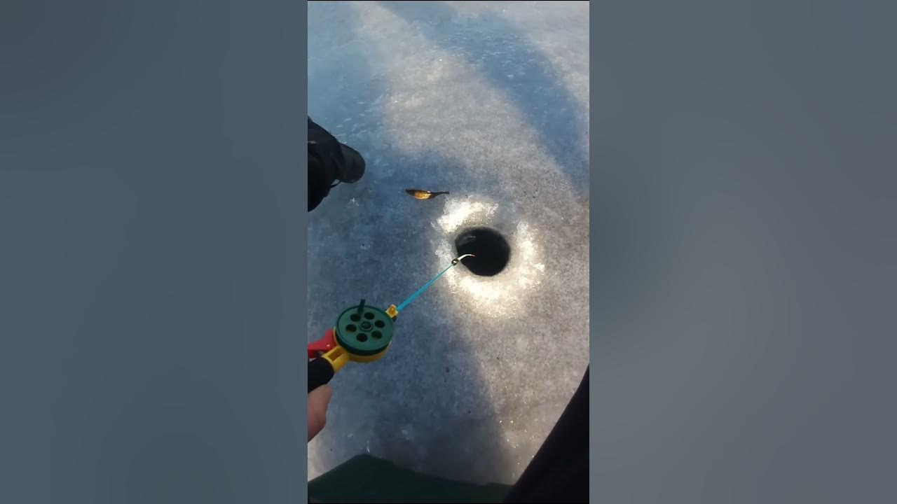 На что сейчас ловить Календарь рыбака волгоградская