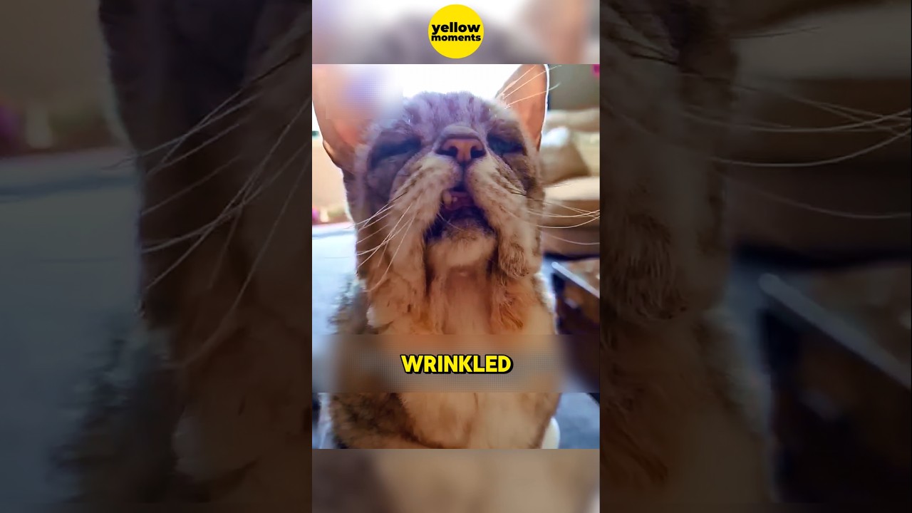 How Old is This Cat? 