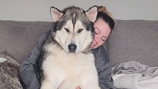 3 Year Old Malamute: *oh that's the spot mommy!* 🤣