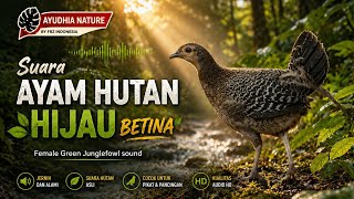 Download lagu SUARA AYAM HUTAN HIJAU BETINA • FEMALE GREEN JUNGLEFOWL #explore  #ayamhutan #ayamhutanhijau 
