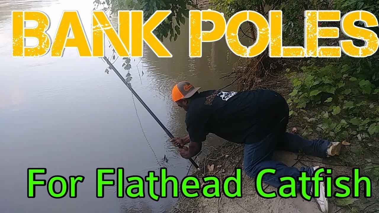 Bank poles for Flathead catfishSetting Bank poles for catfish with the