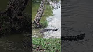 Paya Indah Wetlands: A Wild Day Out! (Crocodiles) 🐊 #travel #malaysia